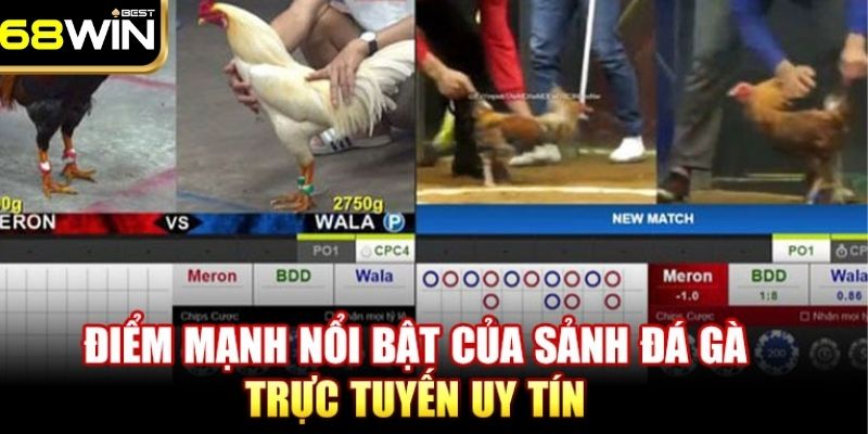 Đá Gà 68WIN - Đấu Trường Chọi Gà Uy Tín, Đẳng Cấp Nhất 2025 3 Bật mí các thể lệ khi chơi chọi kê online